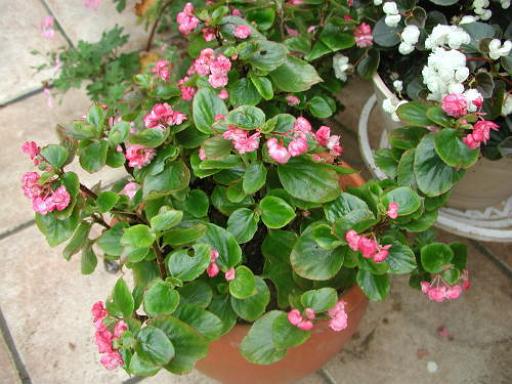 B. ‘Green King’